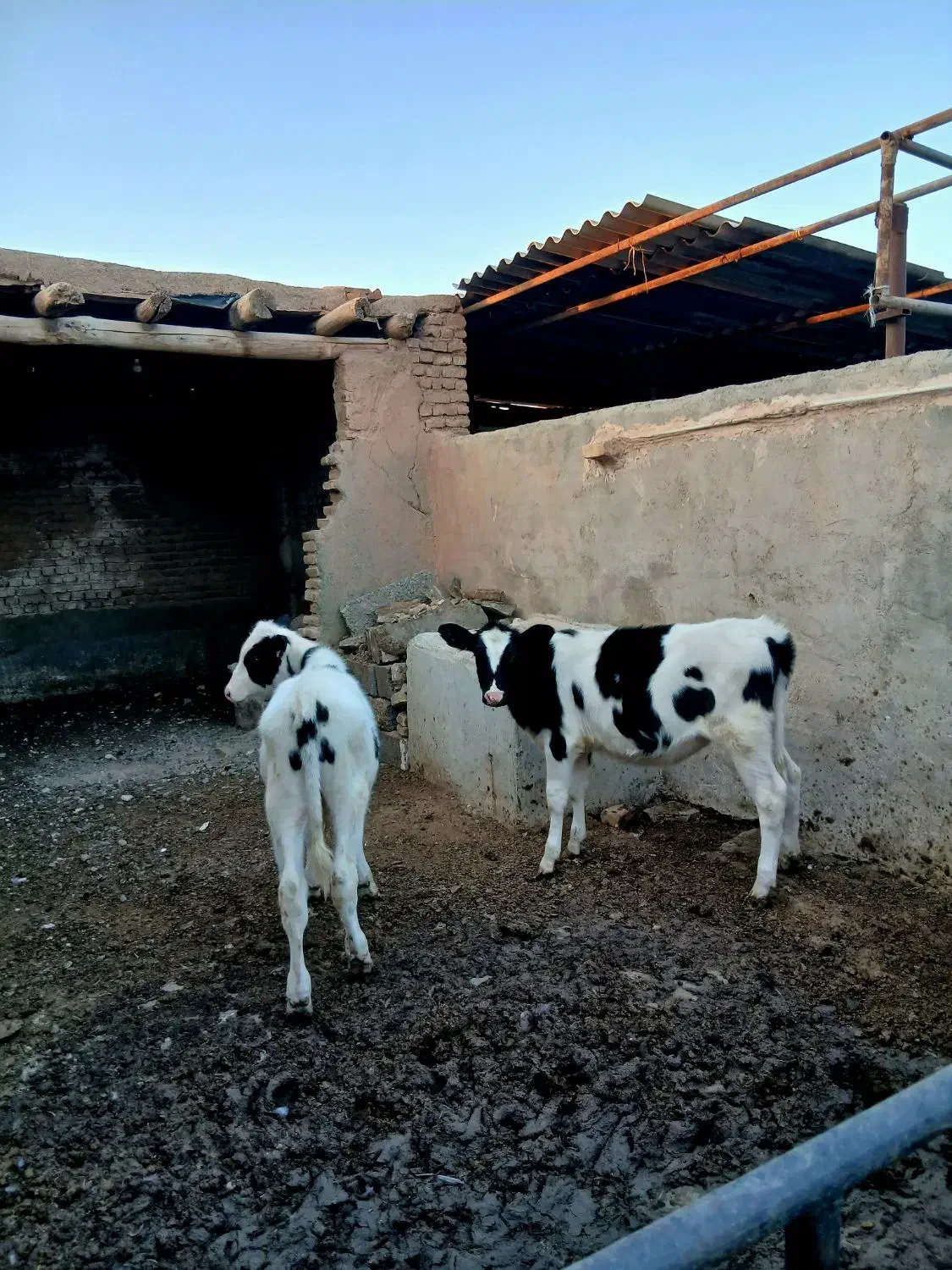 یک راس گوساله|حیوانات مزرعه|نیشابور, دربقاضی|دیوار