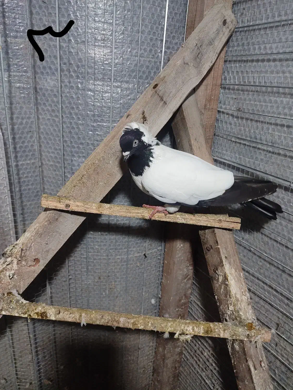 کبوتر پرشی|پرنده|رامسر, |دیوار