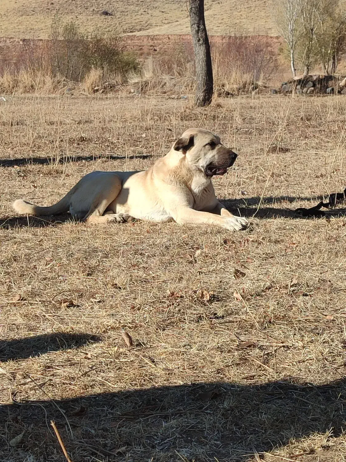 سگ پژدر 15ماهه|سگ|مهربان, |دیوار