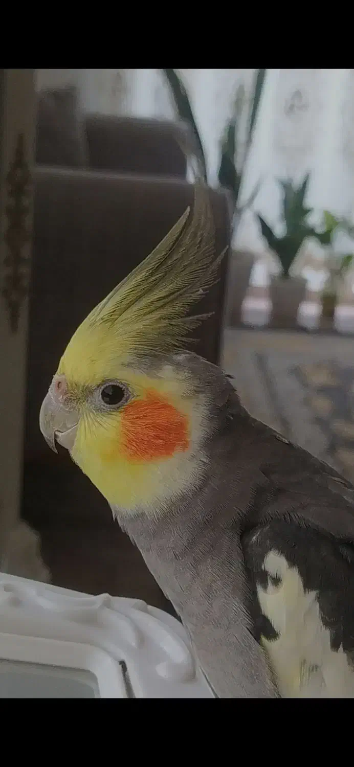 جفت|پرنده|لاهیجان, بازکیاگوراب|دیوار