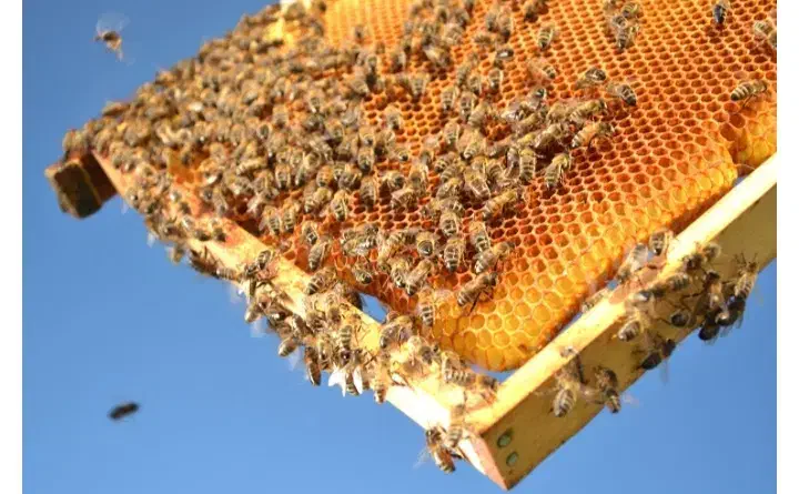 کندوی زنبور عسل|حیوانات مزرعه|رشت, حمیدیان|دیوار