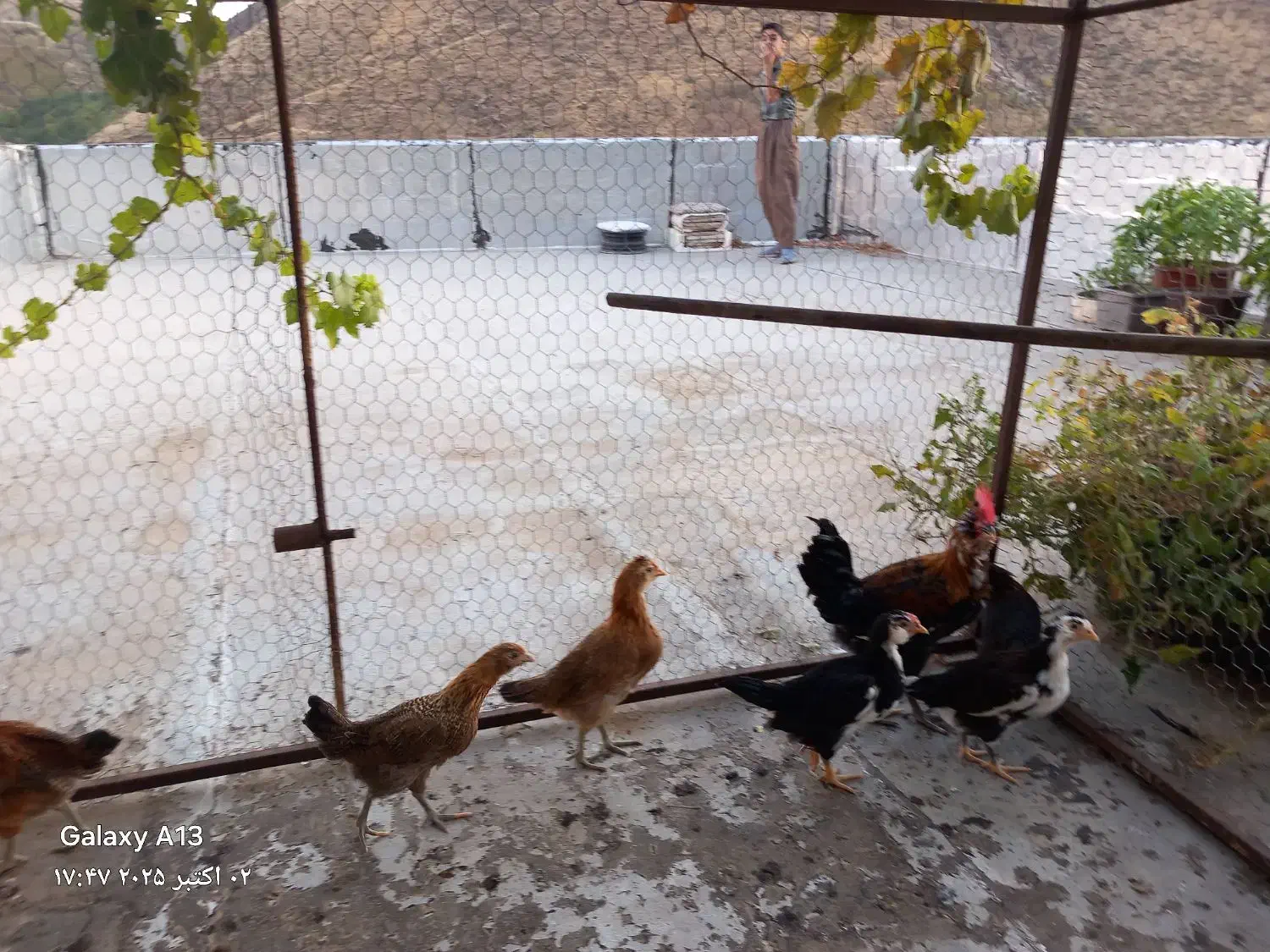 گلین|حیوانات مزرعه|پاوه, |دیوار