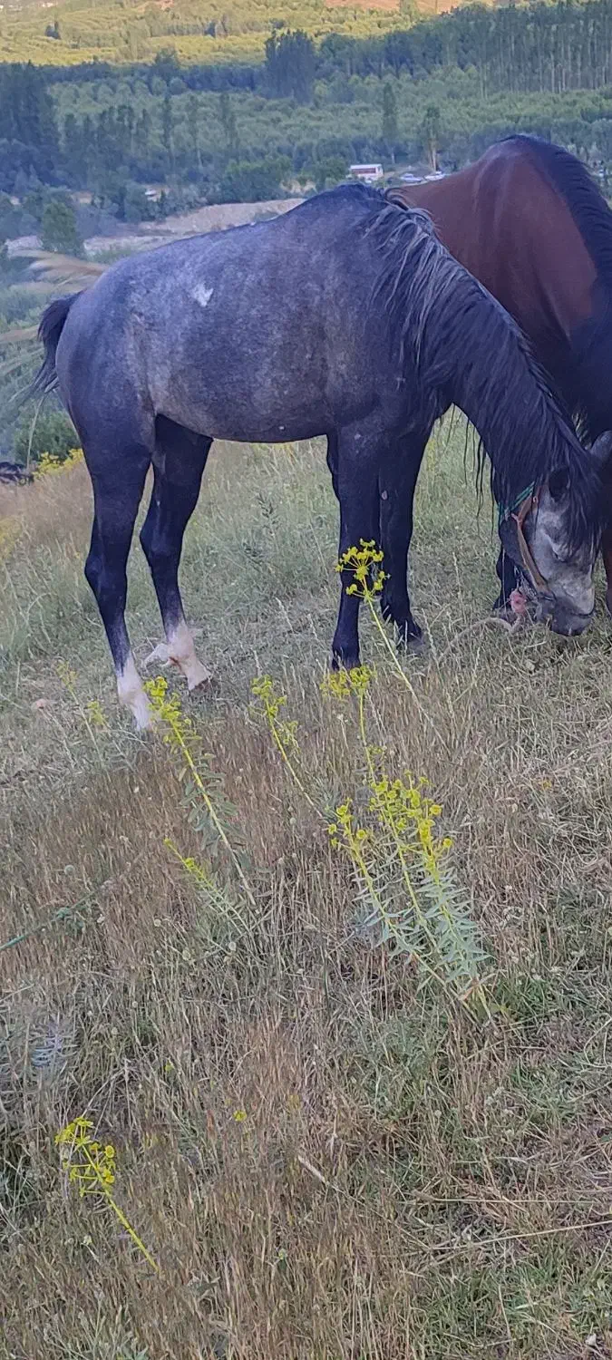 اسب نریان|اسب و تجهیزات اسبسواری|سیلوانه, |دیوار