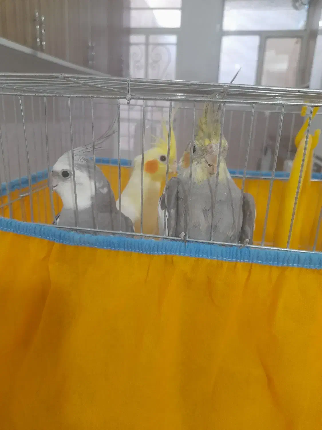 عروس هلندی|پرنده|صباشهر, |دیوار