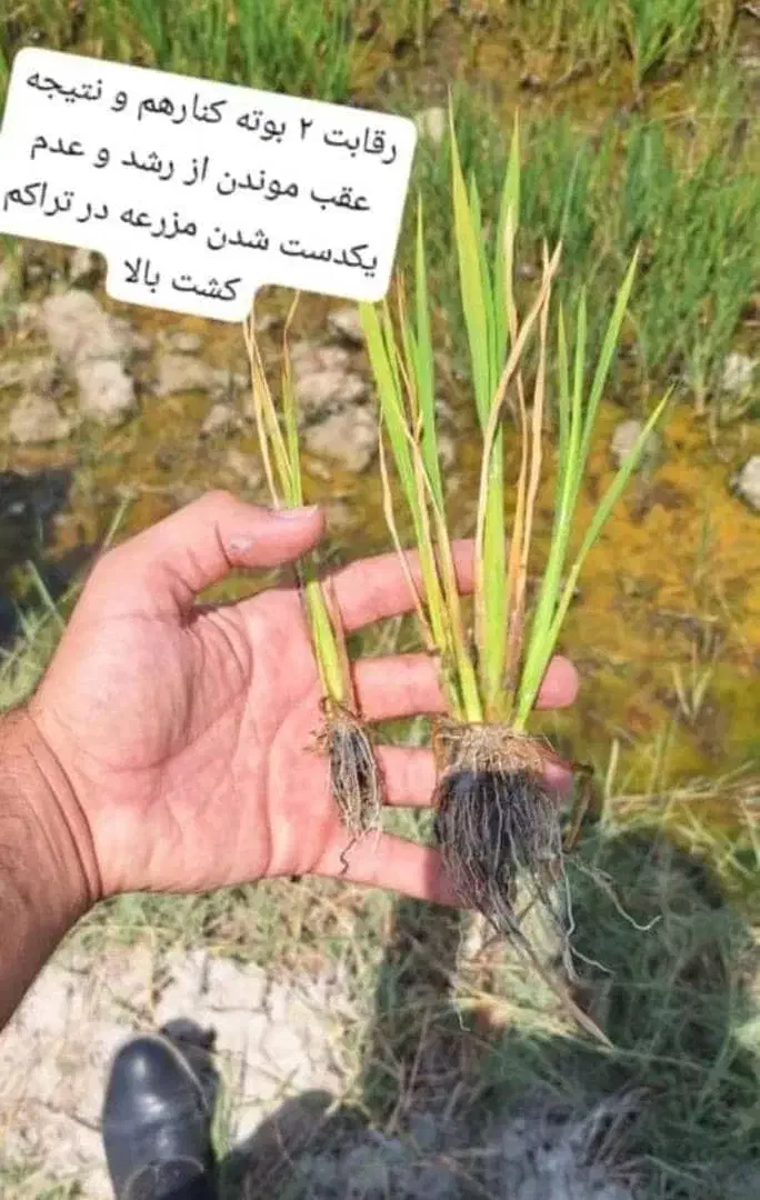 بذرمال|گل و گیاه طبیعی|بیجار, |دیوار