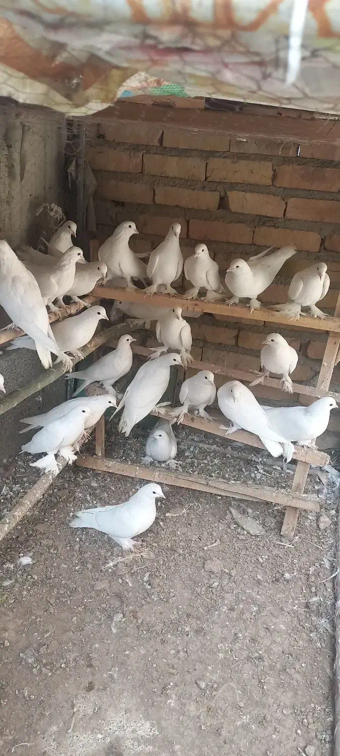 کبوتر یاهو|پرنده|بهار, |دیوار