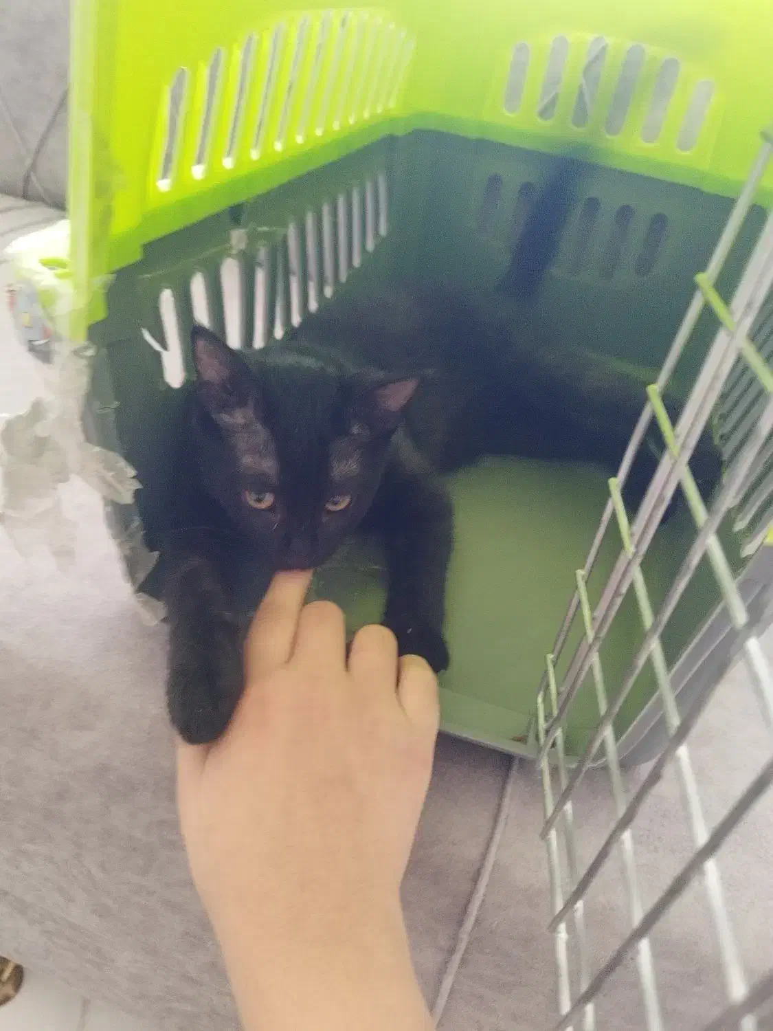 بچه گربه|گربه|تربت جام, مطهری|دیوار