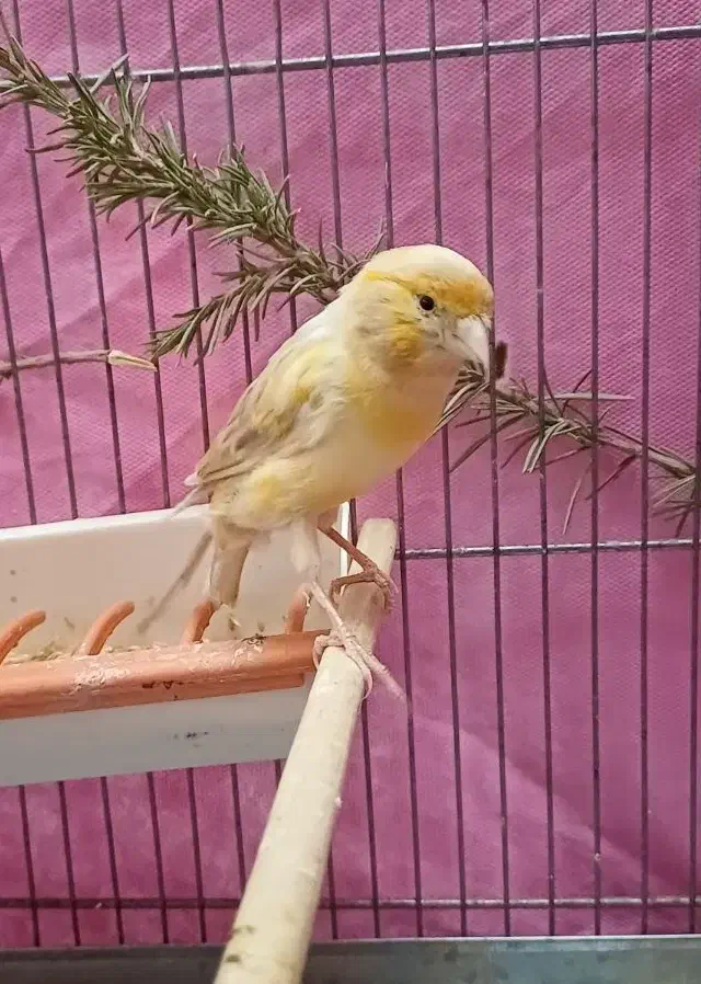 قناری ماده جفتی سهره اماده|پرنده|فردیس, نگارستان|دیوار