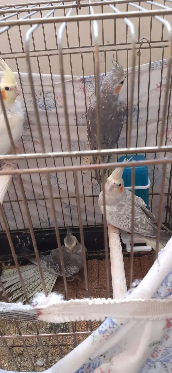 عروس هلندی|پرنده|یزد, |دیوار