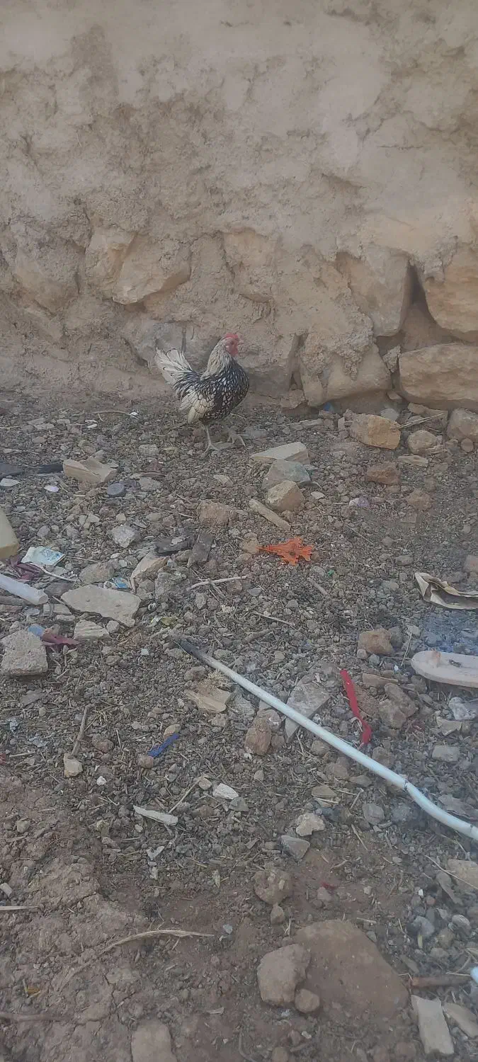 خروس گمشده|حیوانات|نورآباد, |دیوار