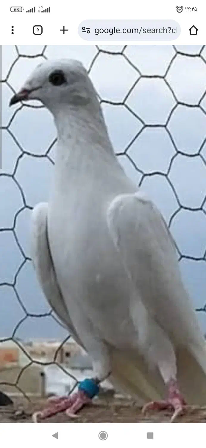 سفید رنگ|حیوانات|ایلام, |دیوار