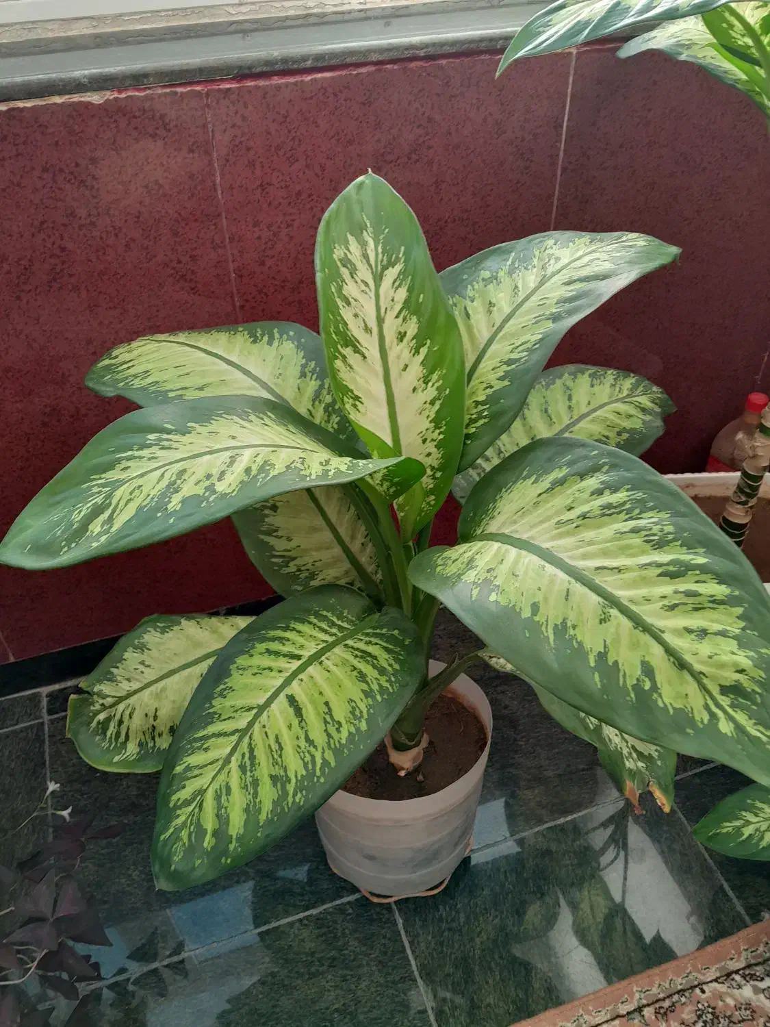 گل دیفن باخیای خارجی ساقه درشت برگ پهن بزرگ|گل و گیاه طبیعی|مهاباد (آذربایجان غربی), |دیوار