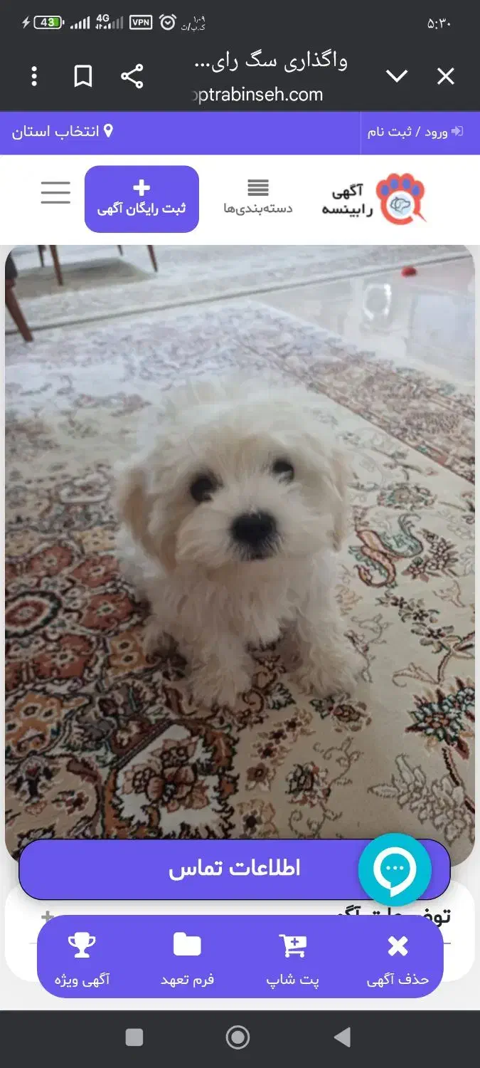 این طوله سگ گم شده است|حیوانات|همدان, |دیوار