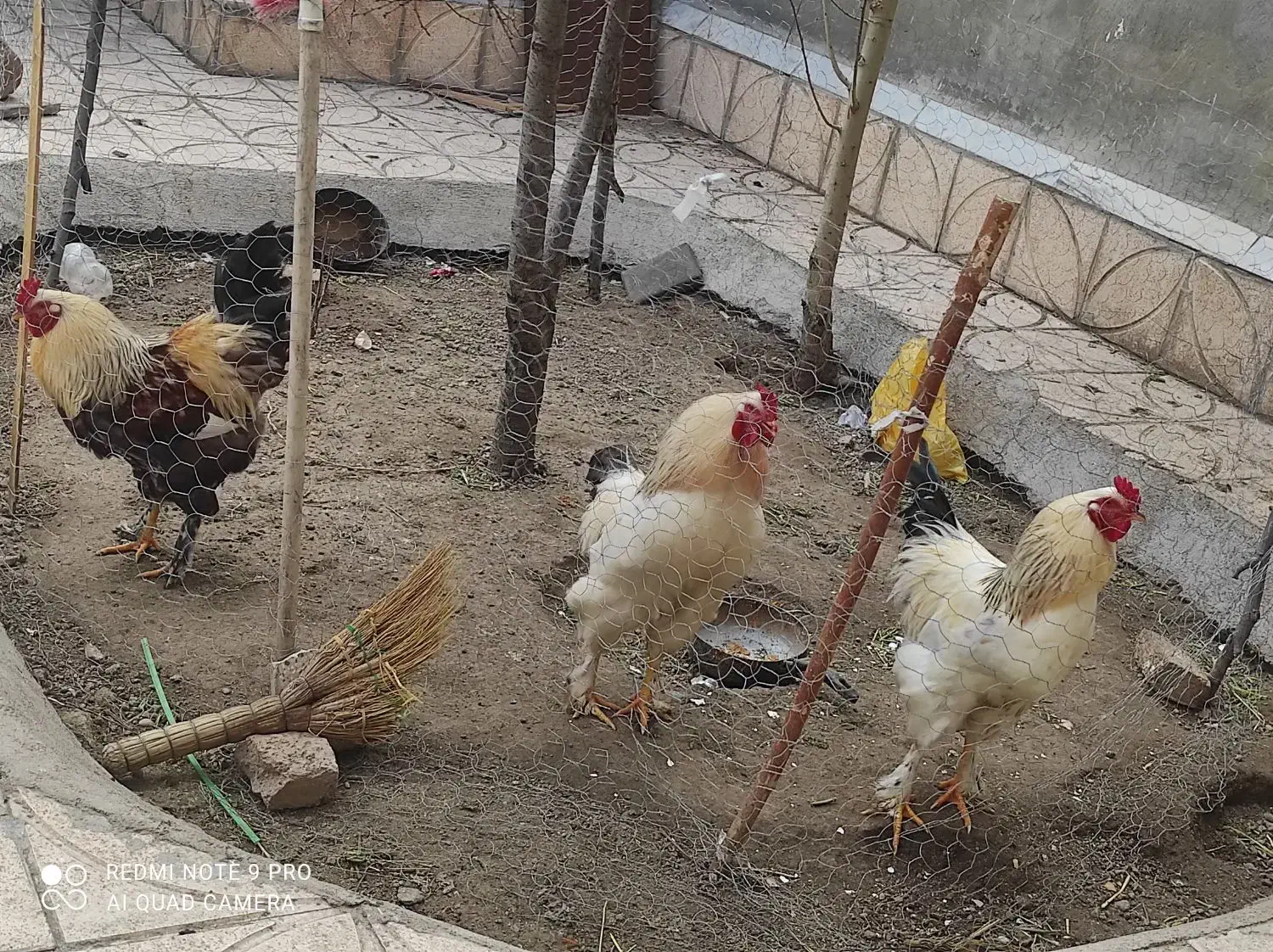 خروس برهما|حیوانات مزرعه|مشگین شهر, |دیوار