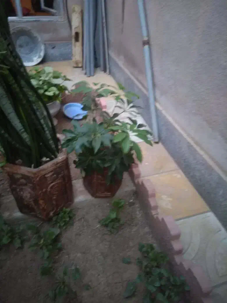 گل با گلدان بزرگ سفالی|گل و گیاه طبیعی|اهر, |دیوار