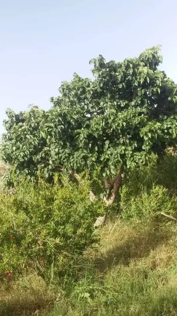 باغ انار فروشی و اجاره|فروش زمین و ملک کلنگی|زرندیه, |دیوار