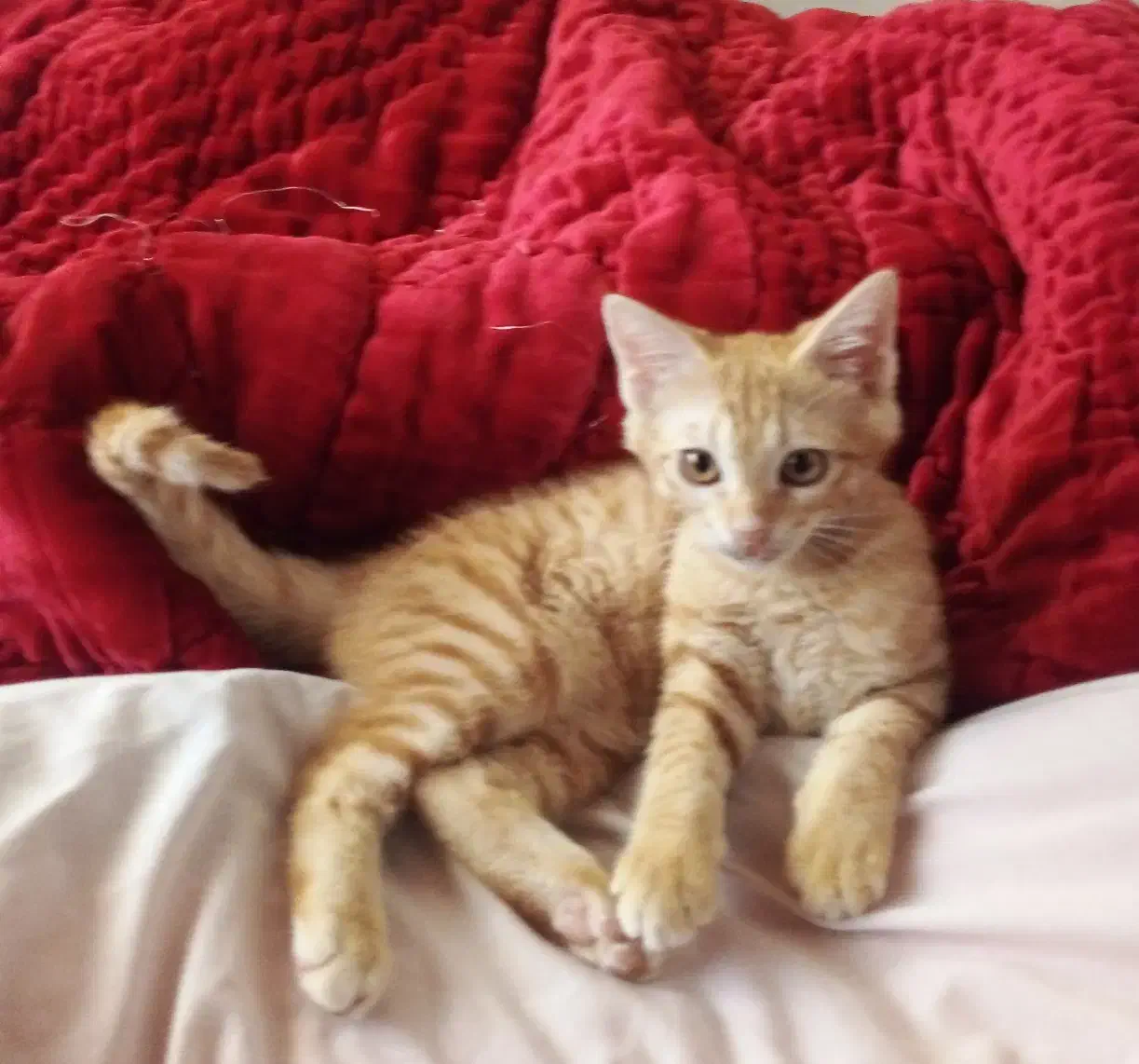 واگذاری رایگان بچه گربه سه ماهه نر|گربه|چالوس, |دیوار