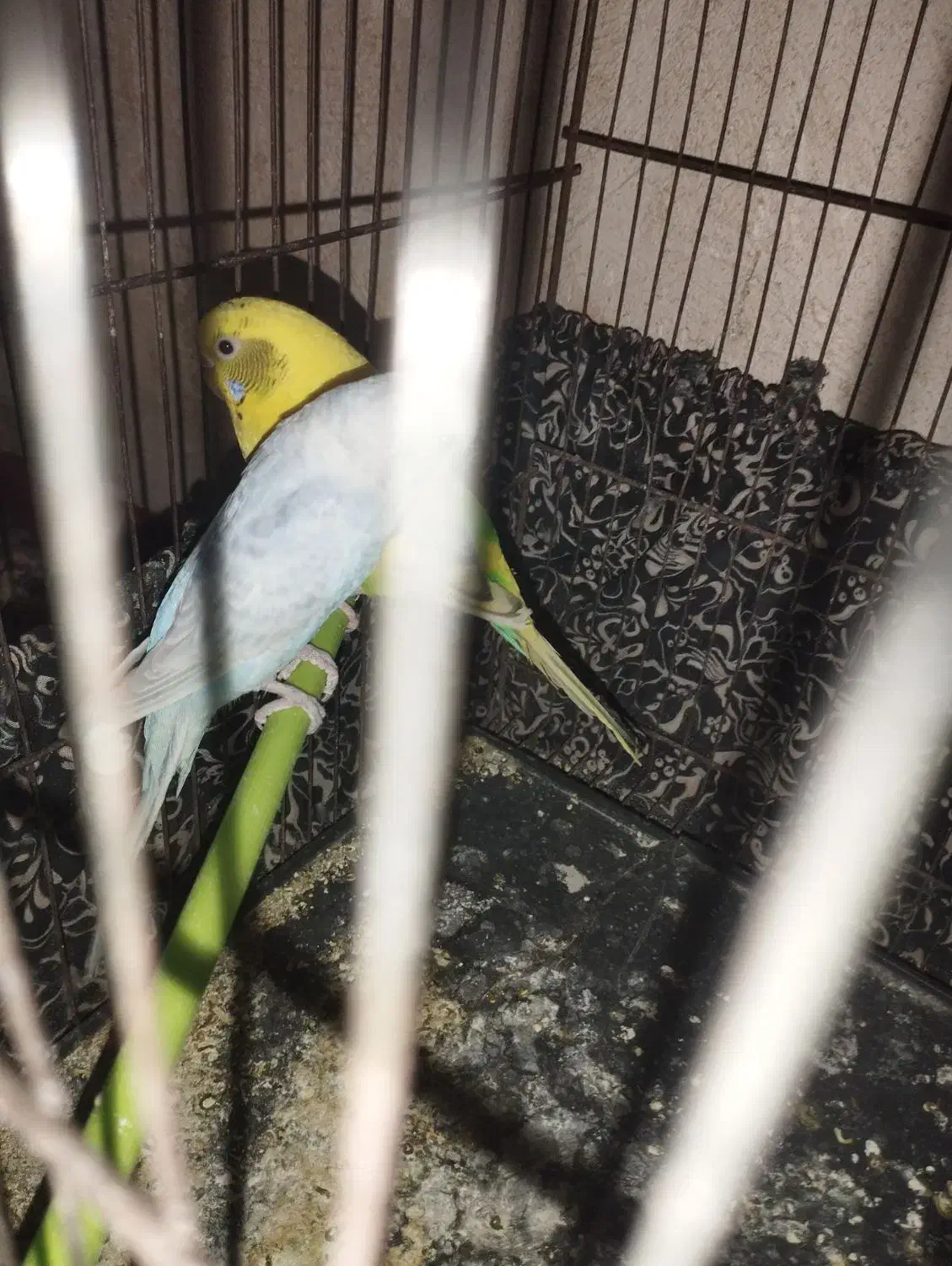 عروس هلندی مرغ عشق|پرنده|شراء, |دیوار