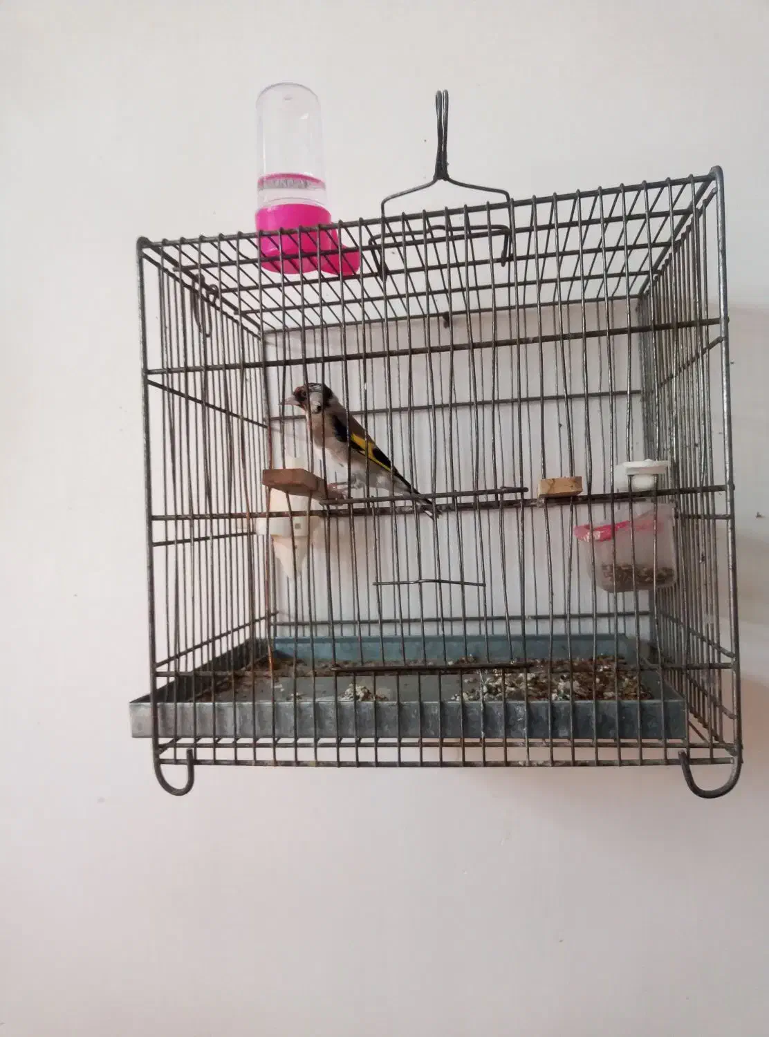 چهارگل نر|پرنده|تایباد, |دیوار