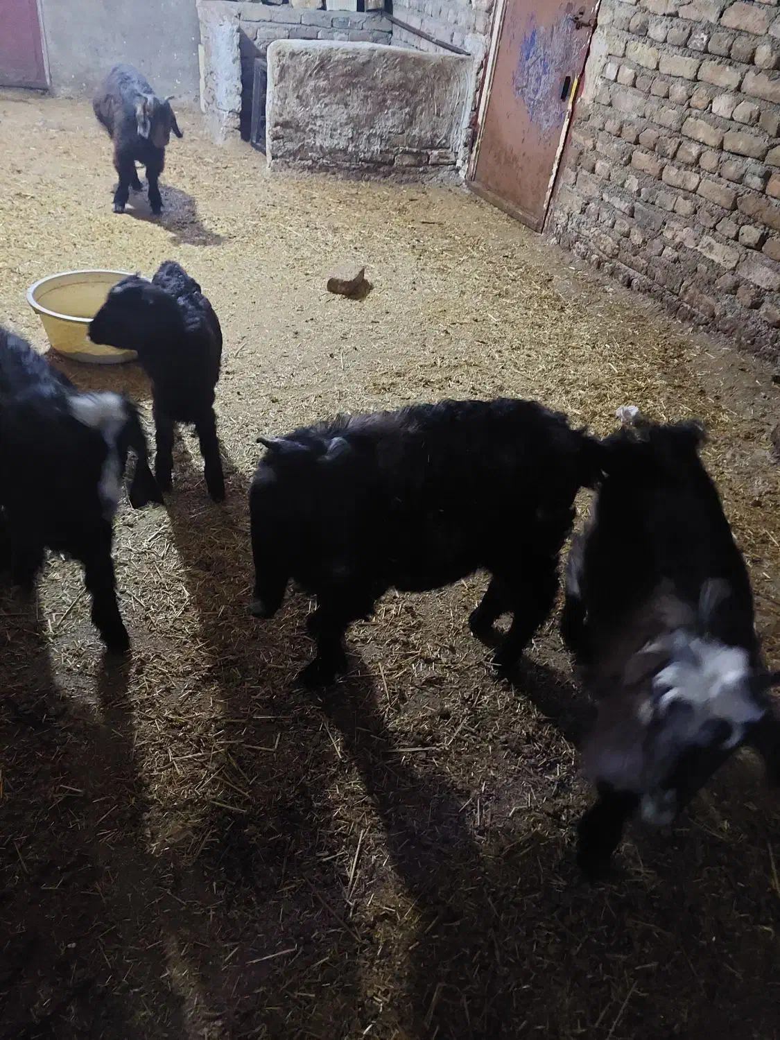 بز و بی|حیوانات مزرعه|دورود, |دیوار