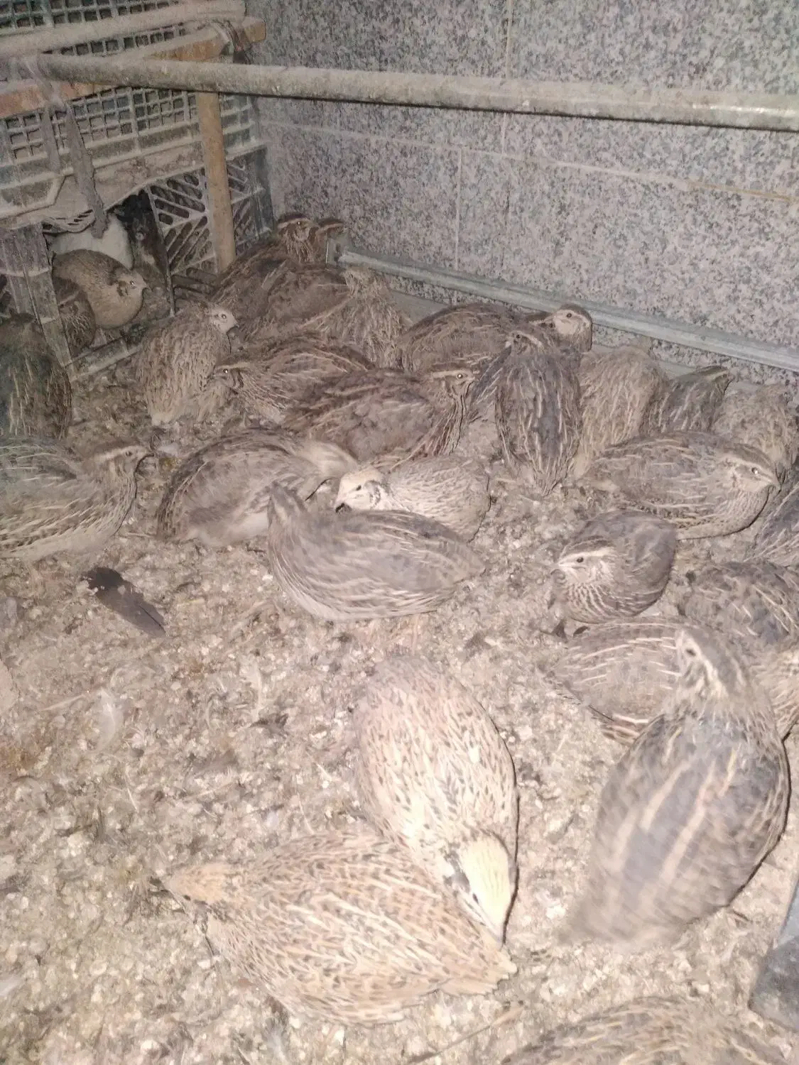 بلدرچین|حیوانات مزرعه|قم, نخودی|دیوار