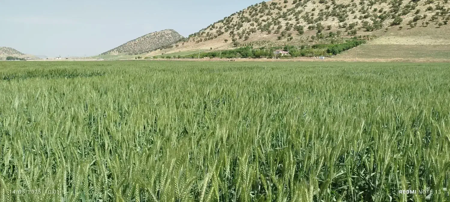 بذر مادری گندم دیم رقم پر از و|خدمات باغبانی و درختکاری|ماهیدشت, |دیوار