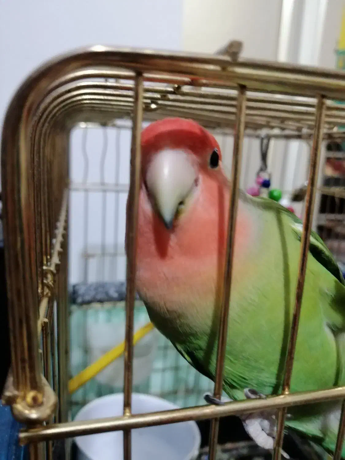 طوطی(کوتوله )|پرنده|سهند, |دیوار