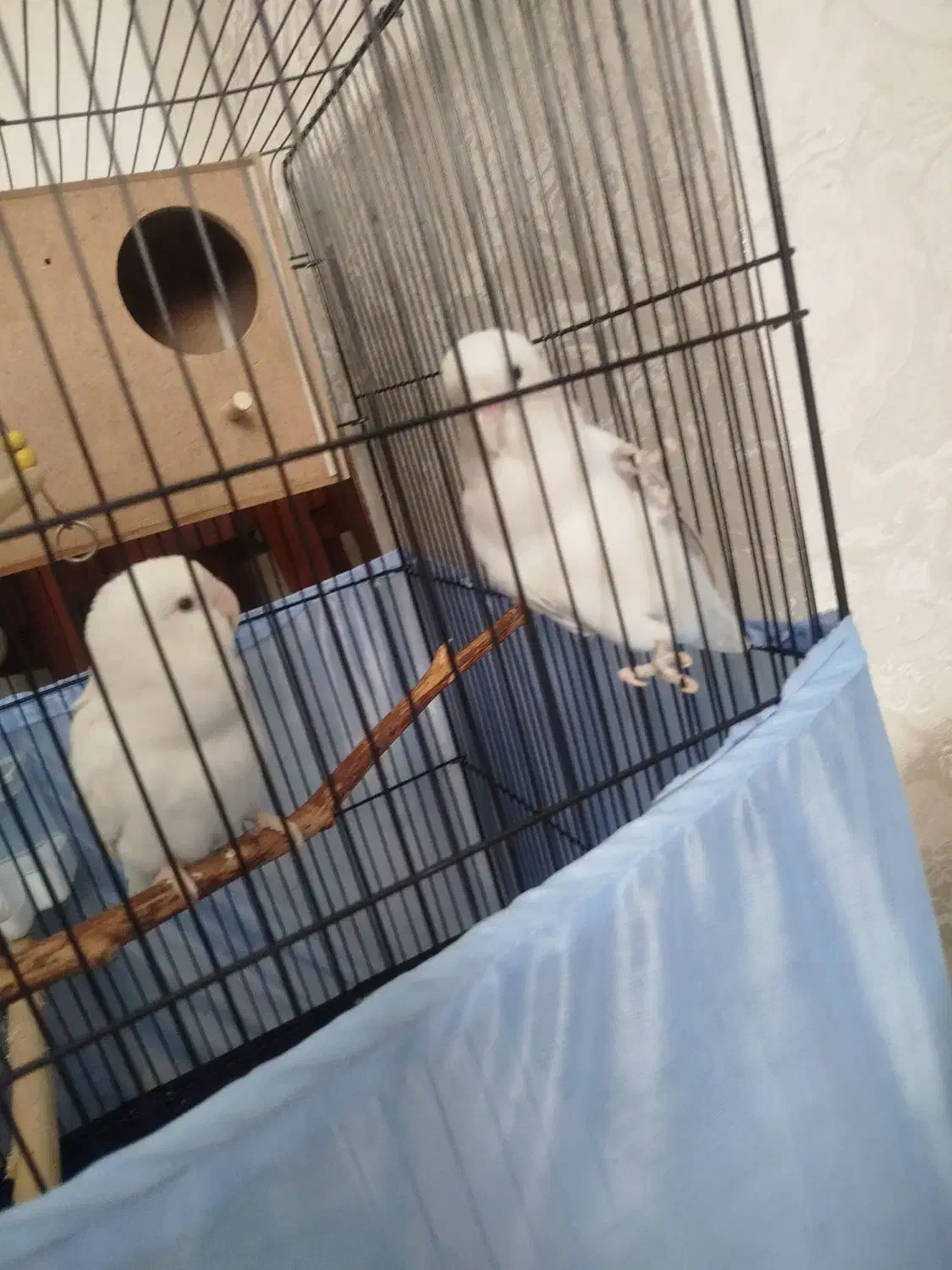 طوطی برزیلی|پرنده|ری, ولی آباد|دیوار