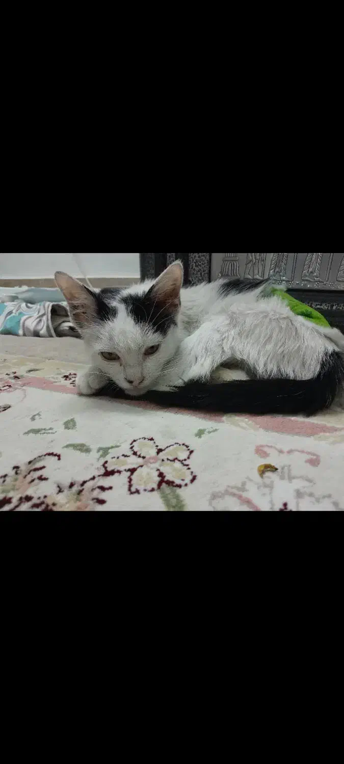 واگذاری سفیدبرفی (یه گربه ناز و خوشگل)|گربه|تهران, قزل قلعه|دیوار