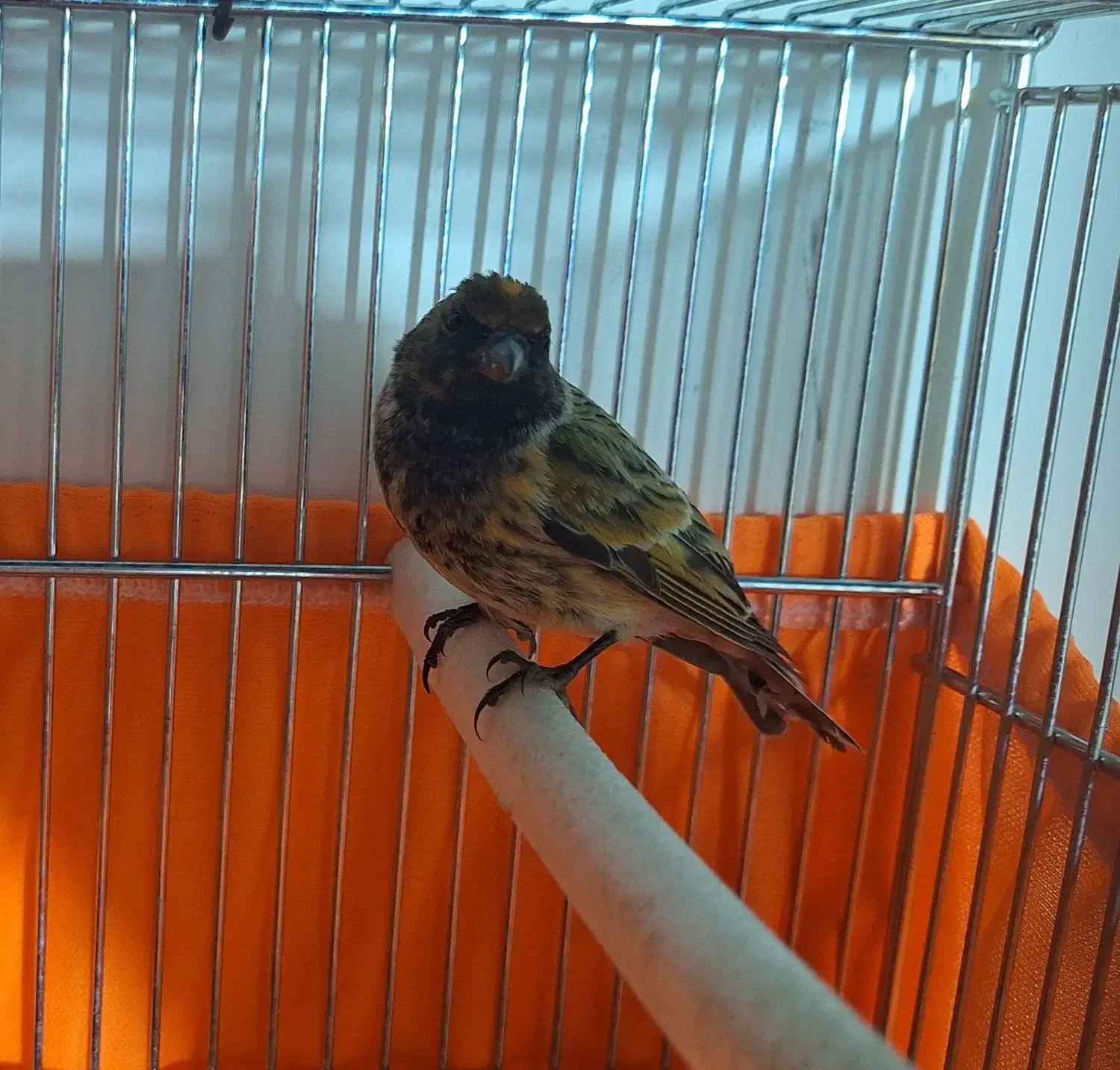 گلبسر نر بخون|پرنده|خوانسار, |دیوار