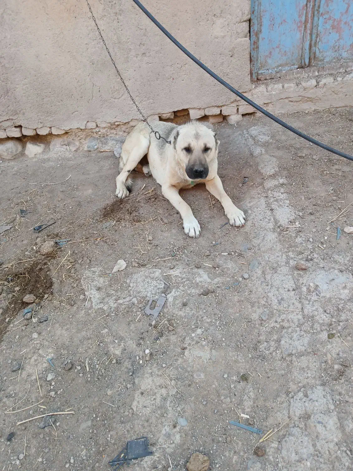 سگ سرابی|سگ|بستان آباد, |دیوار