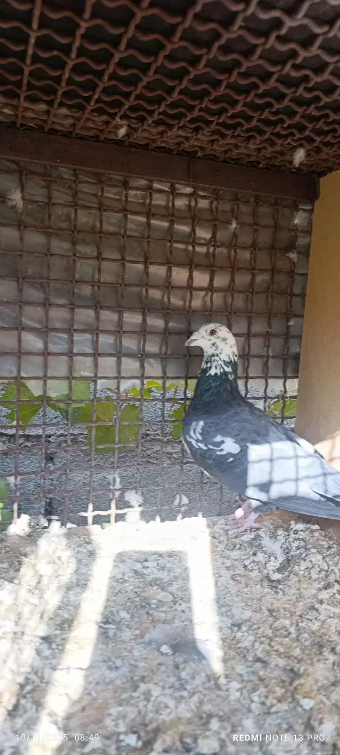 زاغ بوره نر ب شرط|پرنده|شوشتر, |دیوار