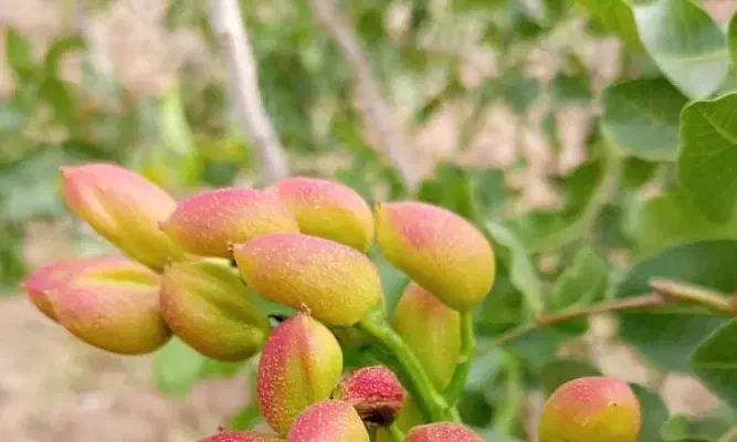 دنبال کار مناسبم|خدمات پیشه و مهارت|عقدا, |دیوار