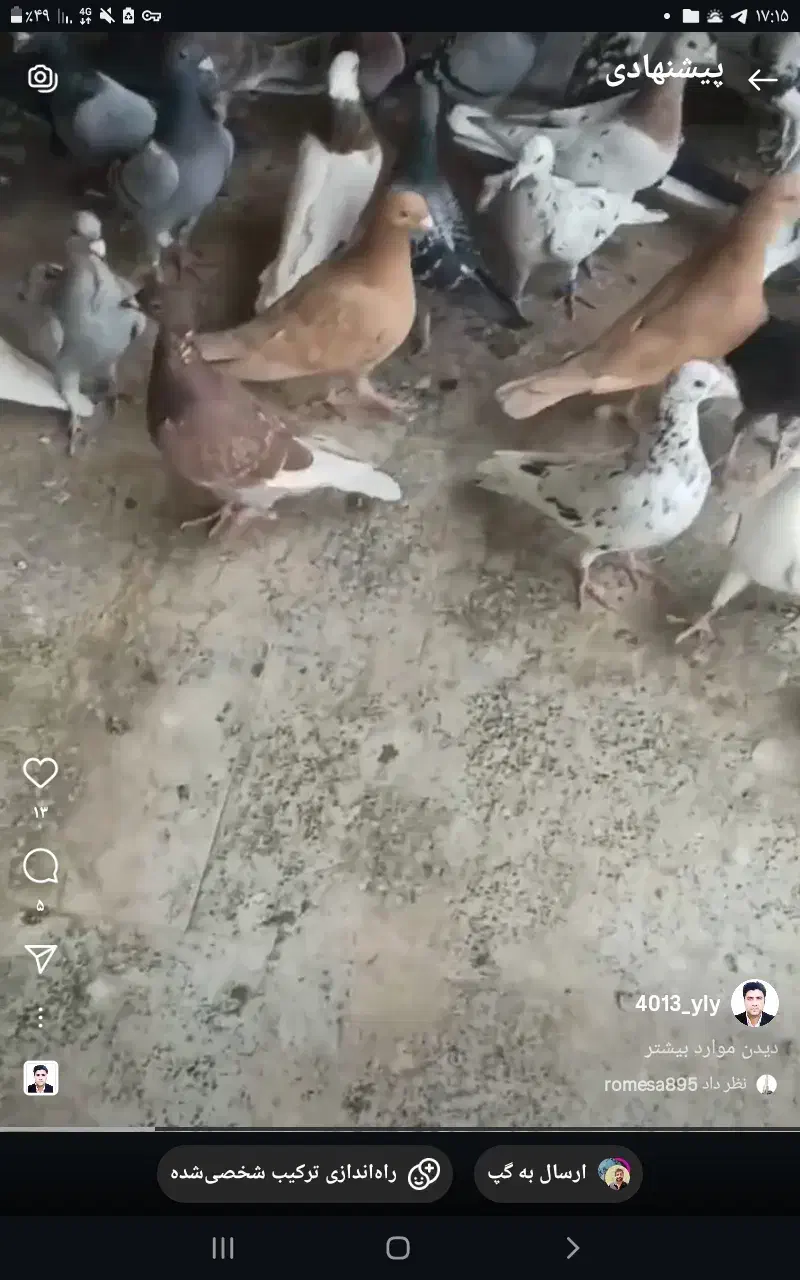 کبوتر|پرنده|مشهد, عنصری|دیوار