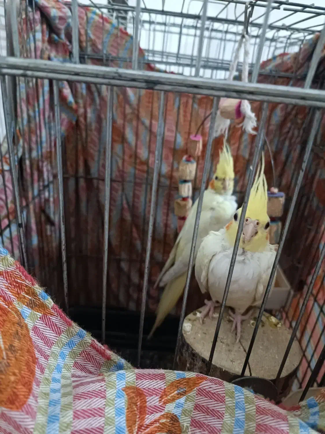 عروس هلندی لوتینو|پرنده|قدس, شهرقدس|دیوار