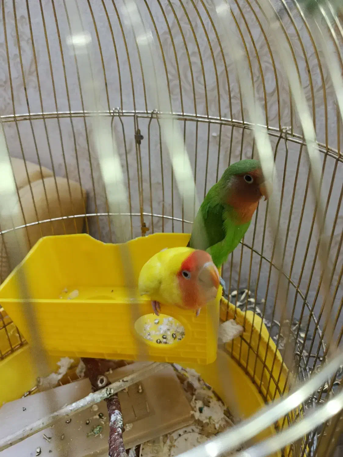 طوطی برزیلی|پرنده|تهران, باغ خزانه|دیوار