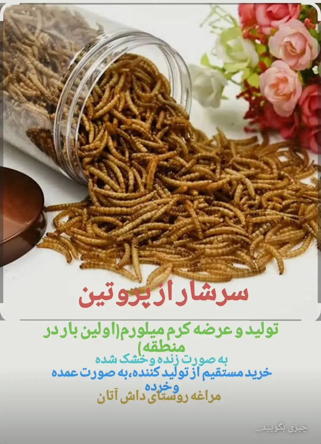 تولید وفروش میلورم زنده وخشک|خزنده|مراغه, |دیوار