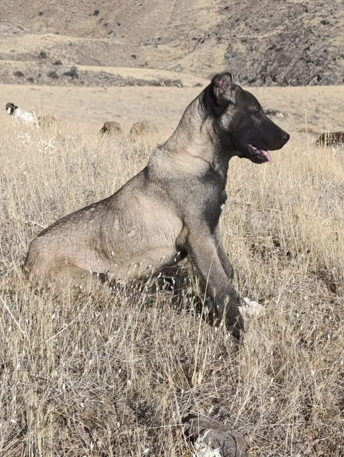 توله اصیل سرابی|سگ|مهربان, |دیوار