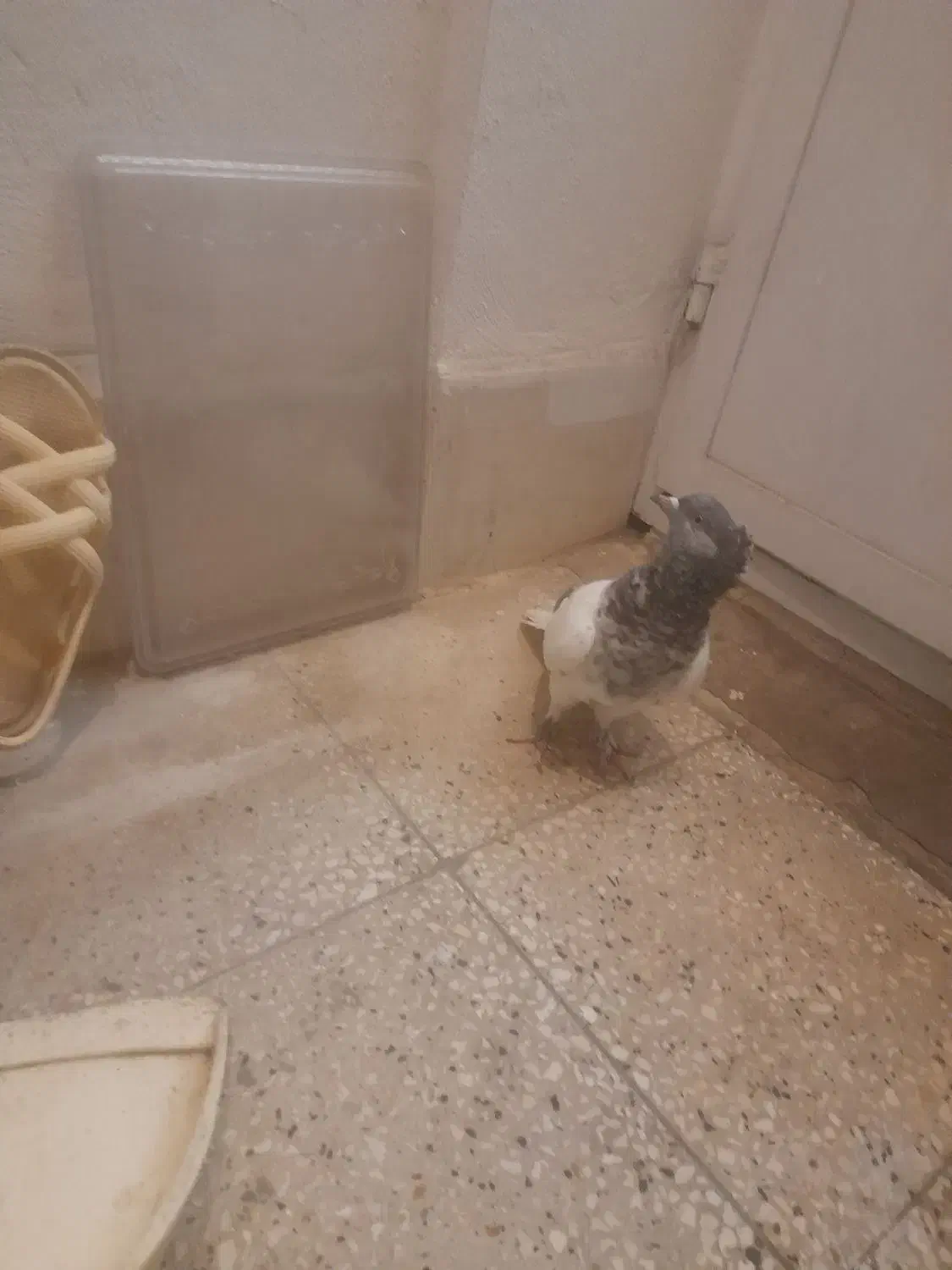 ماده کله سبز|پرنده|شیراز, درکی|دیوار