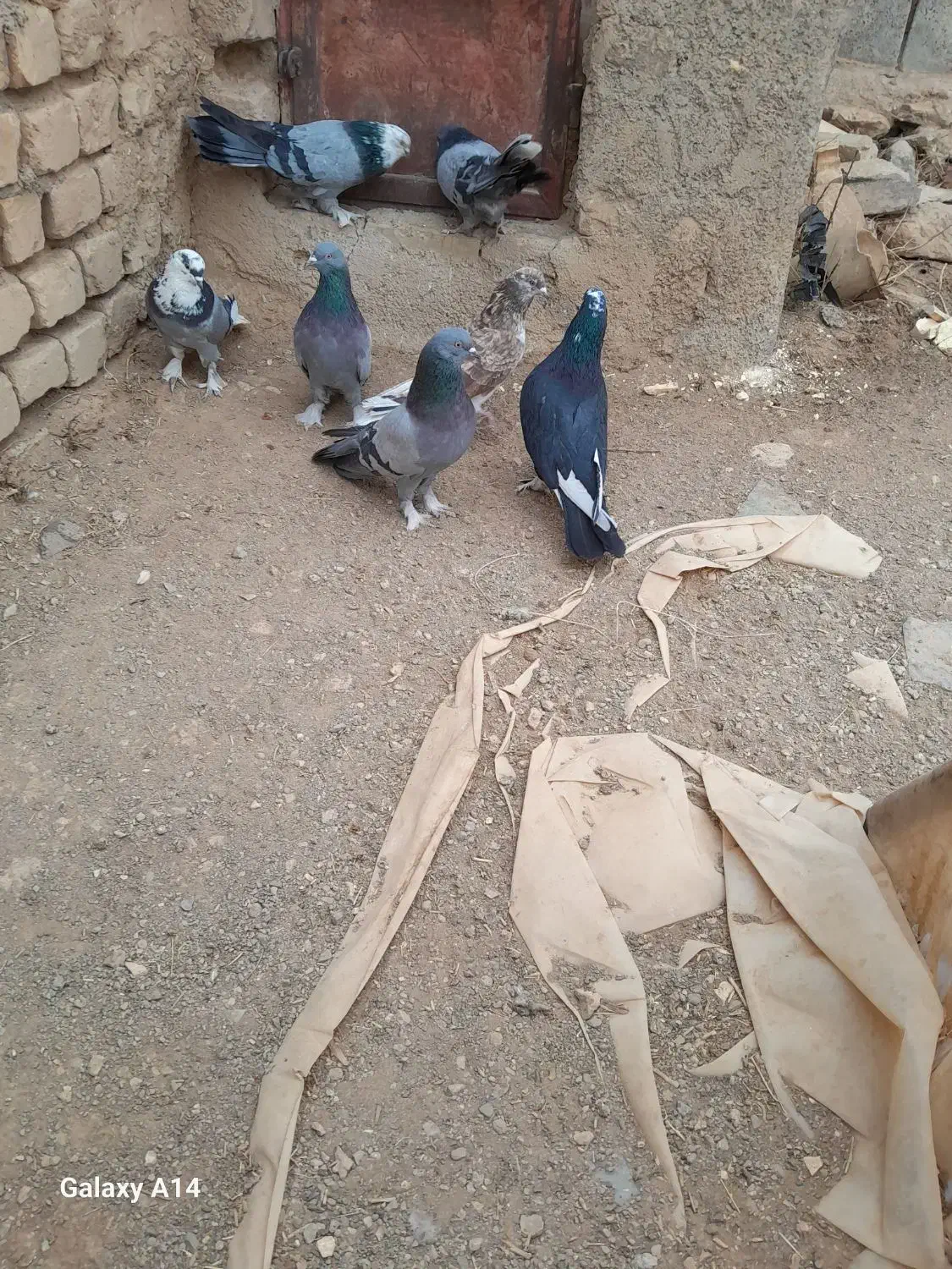 یه بوم کبوتر پور|پرنده|بن, |دیوار