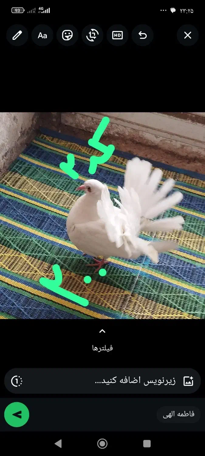 کبوتر دمچتری جوجه و بالغ. نرو ماده|پرنده|بابلسر, |دیوار