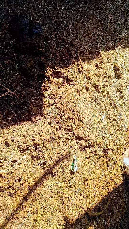 خاک گاو|خدمات باغبانی و درختکاری|بم, |دیوار