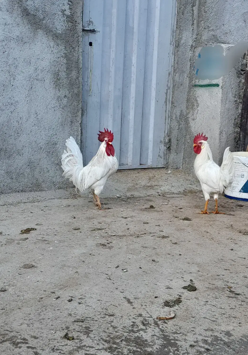 سالم خروس|حیوانات مزرعه|سیلاخور, |دیوار