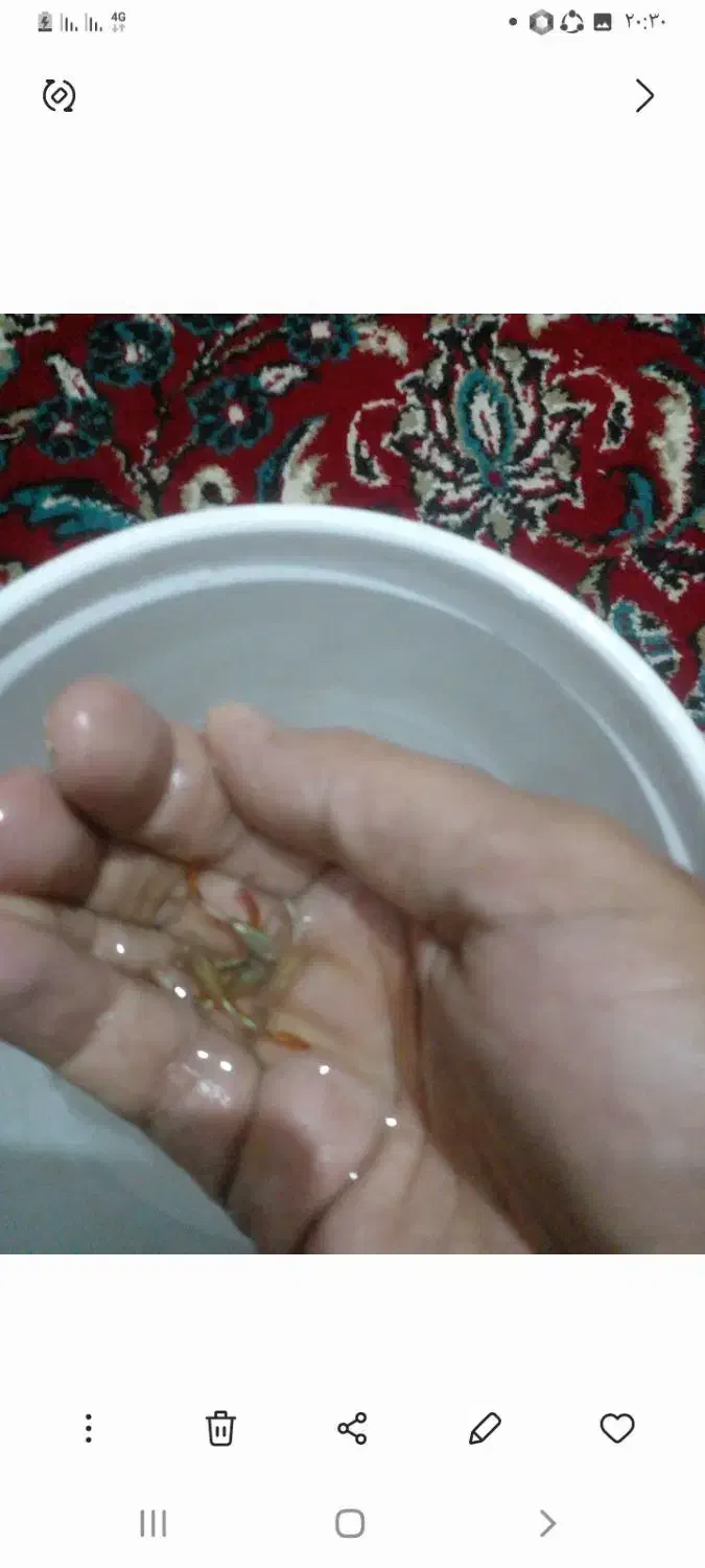 ماهی گوپی|ماهی|سیرجان, |دیوار