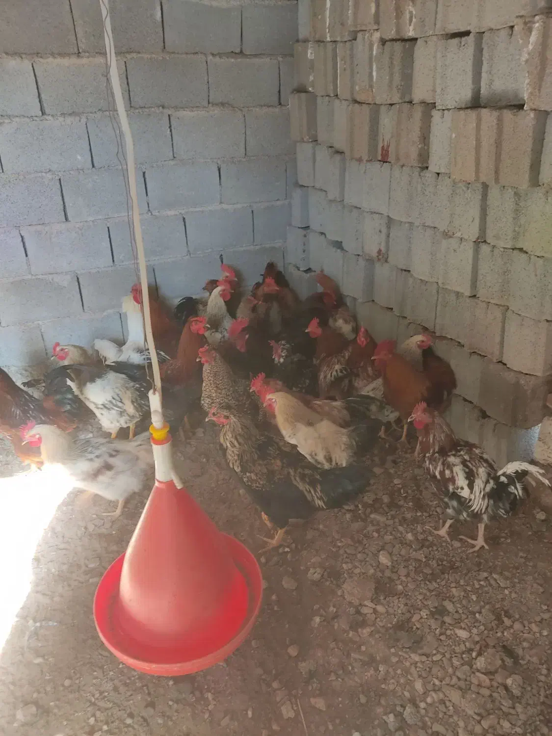 خروس|حیوانات مزرعه|طبس, |دیوار