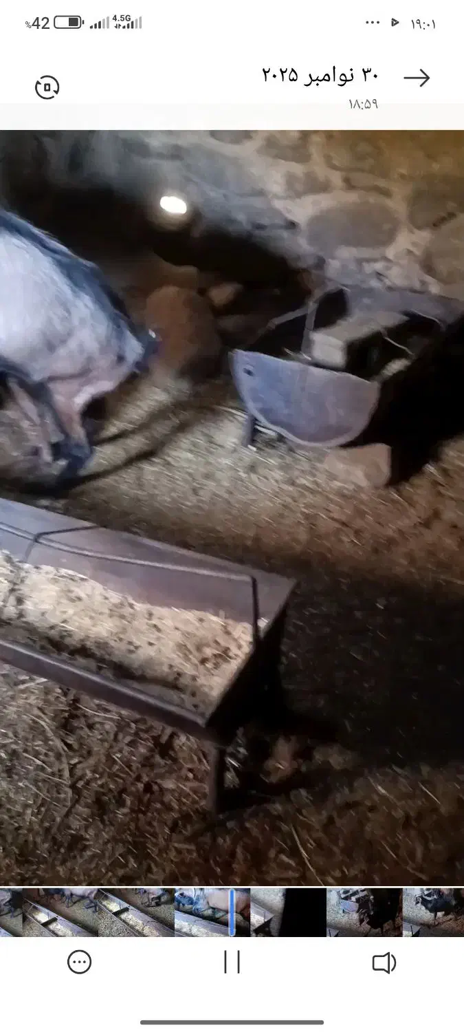 نر بز خارجی اصلاح نژاد|حیوانات مزرعه|نیر (یزد), |دیوار