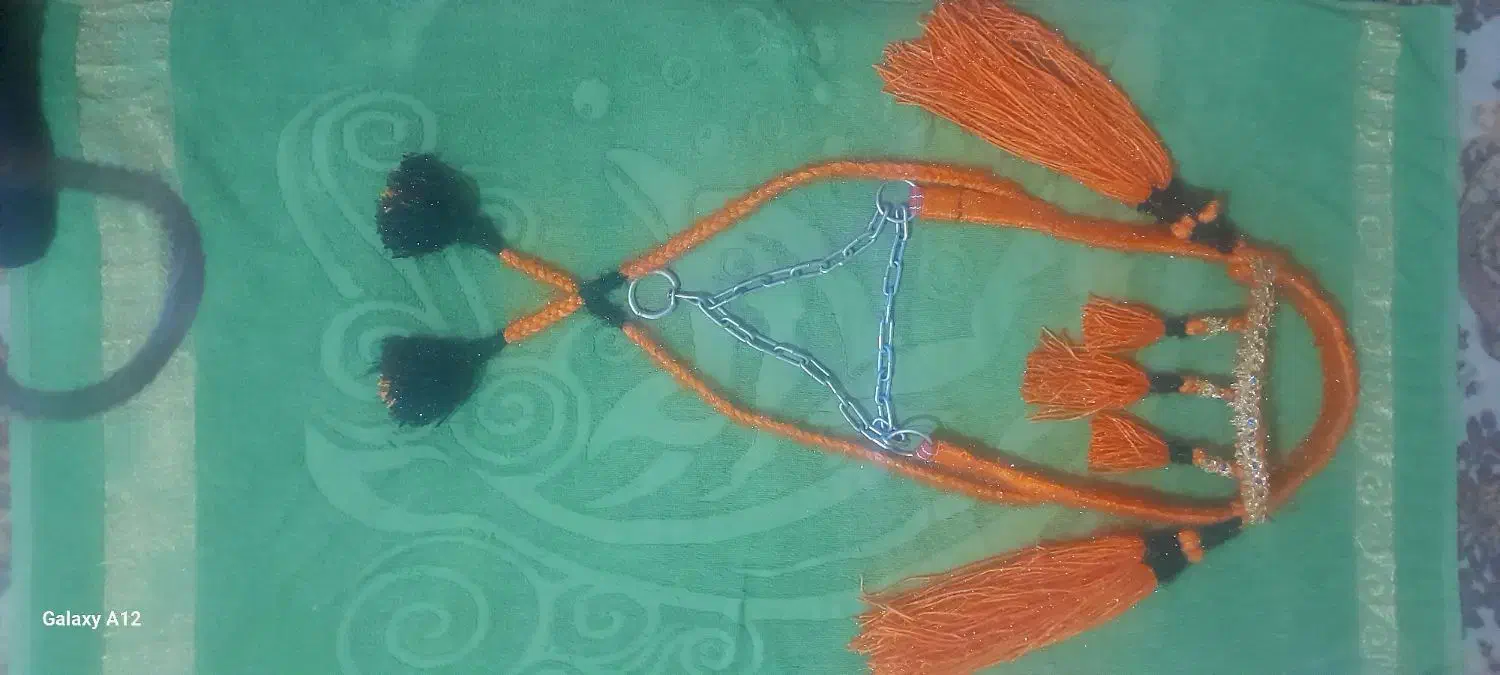 اسب|اسب و تجهیزات اسب‌سواری|حمیدیه, |دیوار