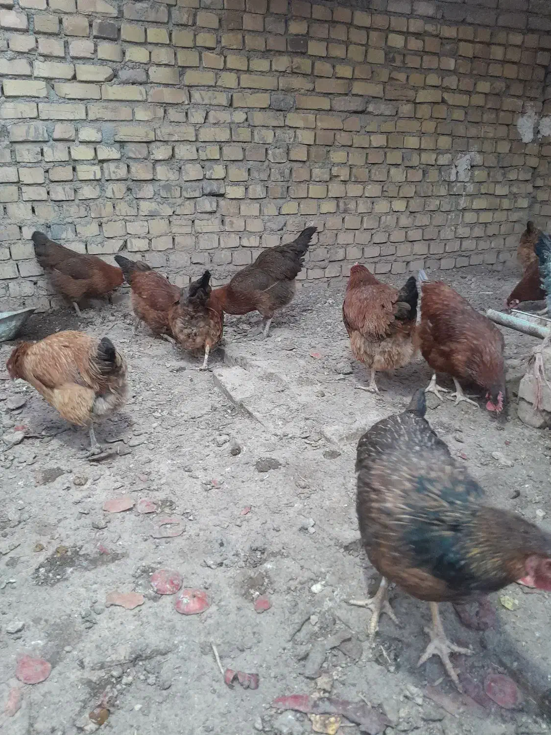 فروش مرغ تخمگذار جوان|حیوانات مزرعه|تربتحیدریه, باغ سلطانی|دیوار