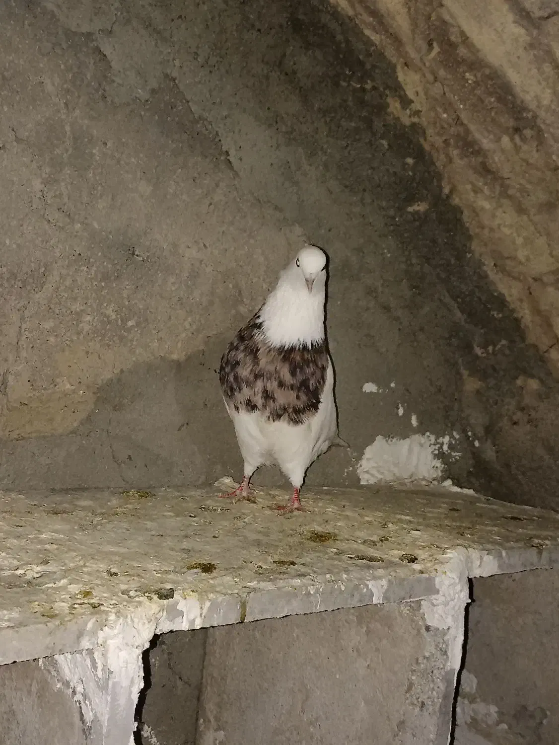 طوقی خرمایی نر|پرنده|اسدآباد, |دیوار