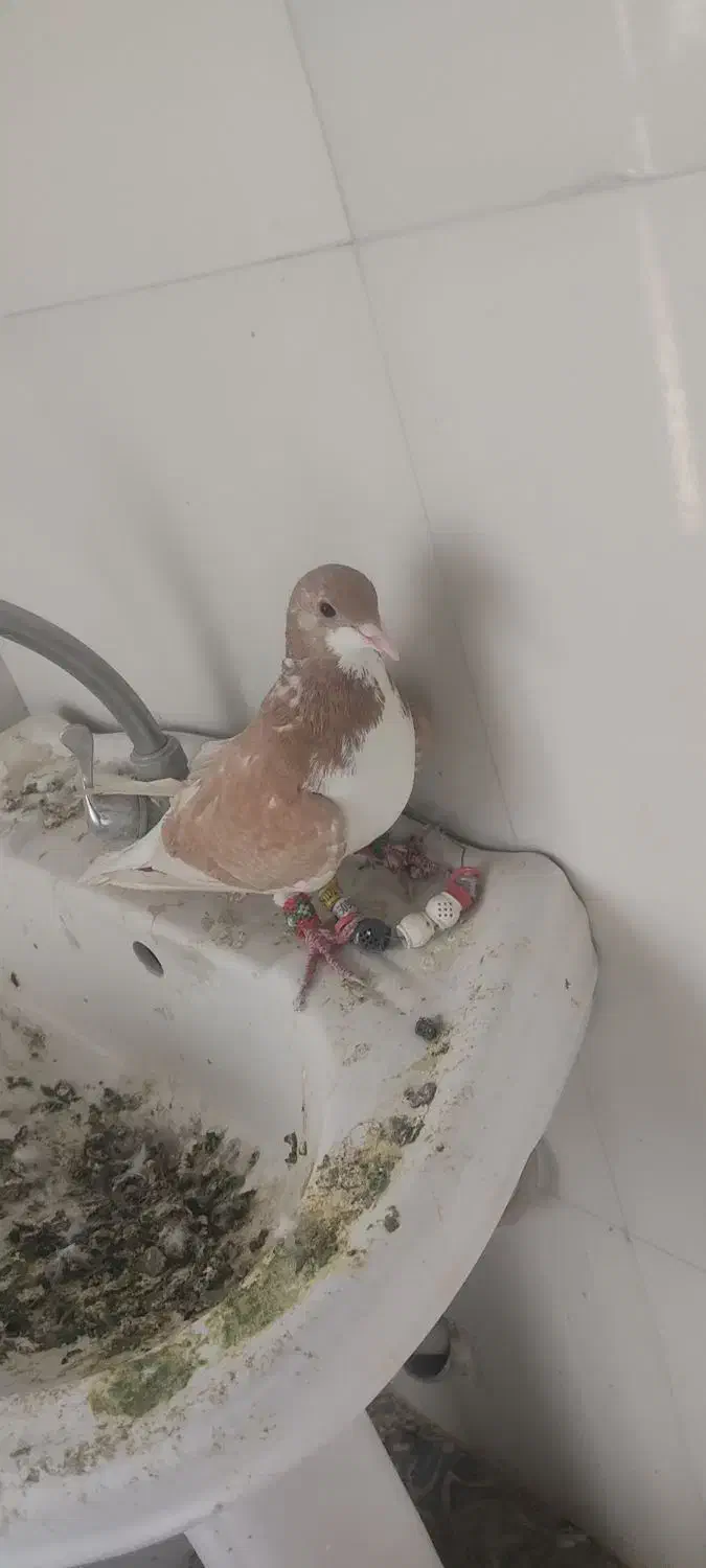 کفتر شهری|پرنده|شیراز, قلات|دیوار